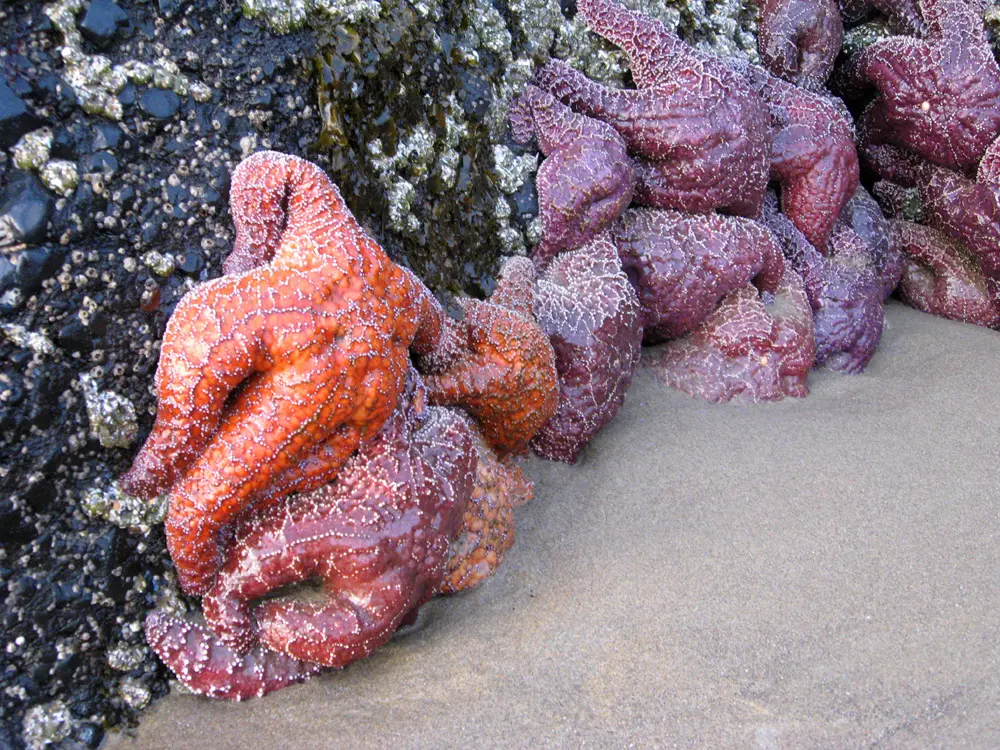 cb hug low starfish