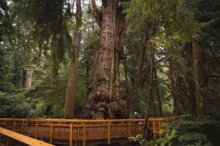 The Big Tree Trail